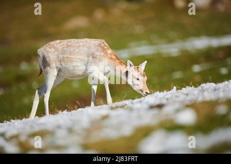 Cerf de Virginie (Dama dama) dans les alpes, Parc animalier Aurach, Kitzbuehl, Autriche Banque D'Images