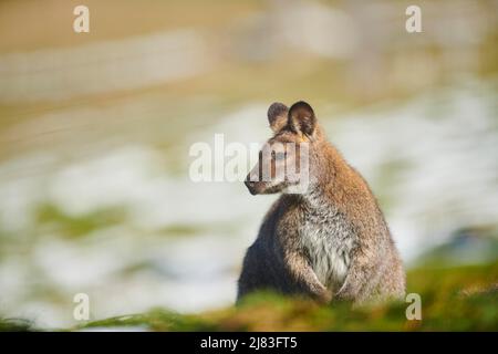 Wallaby à col rouge (Notamacropus rufogriseus) dans le parc animalier Aurach près de Kitzbuehl, Autriche Banque D'Images