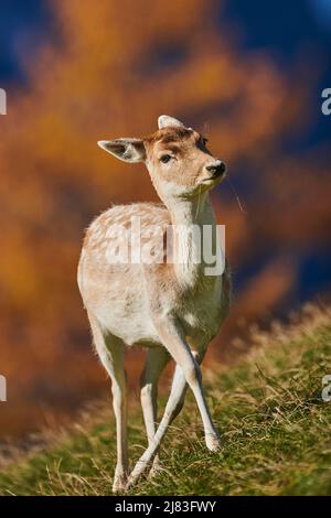 Cerf de Virginie (Dama dama) femelle dans les alpes, Parc animalier Aurach, Kitzbuehl, Autriche Banque D'Images