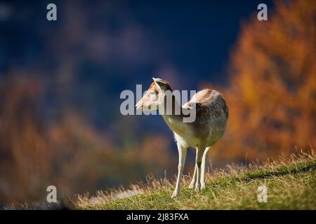 Cerf de Virginie (Dama dama) femelle dans les alpes, Parc animalier Aurach, Kitzbuehl, Autriche Banque D'Images