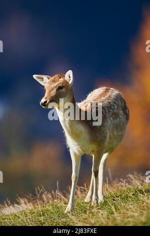 Cerf de Virginie (Dama dama) femelle dans les alpes, Parc animalier Aurach, Kitzbuehl, Autriche Banque D'Images