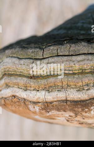 Champignon de l'urine (Fomes fomentarius), macro-photographie de la structure du corps fruité, Rhénanie-du-Nord-Westphalie, Allemagne Banque D'Images