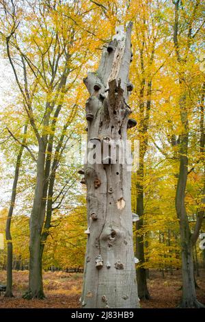 Champignon de l'urine (Fomes fomentarius), grand peuplement sur bois mort debout, Rhénanie-du-Nord-Westphalie, Allemagne Banque D'Images