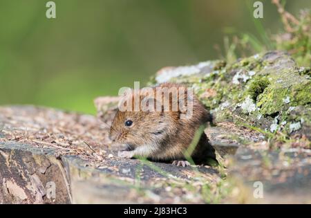 Bank vole (Myodes glareolus), assis sur des bois morts dans la forêt et manger, Düsseldorf, Rhénanie-du-Nord-Westphalie, Allemagne Banque D'Images