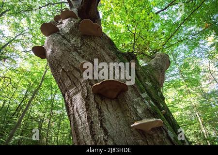 Champignon de l'urine (Fomes fomentarius), beaux fructifications dans la forêt primitive d'été, Parc national de Vorpommersche Boddenlandschaft, Allemagne Banque D'Images