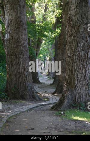 Monument naturel de l'avenue du peuplier, au nord du Woehrdbad, sur l'île du Danube Oberer Woehrd, Regensburg, Allemagne Banque D'Images