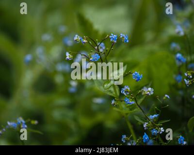Bois Forget-Me-Not (Myosotis sylvatica), Leoben, Styrie, Autriche Banque D'Images