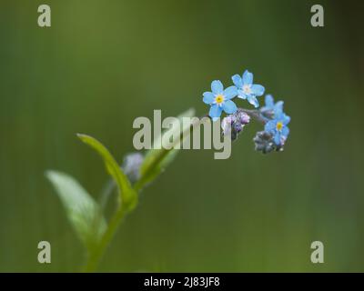 Bois Forget-Me-Not (Myosotis sylvatica), Leoben, Styrie, Autriche Banque D'Images