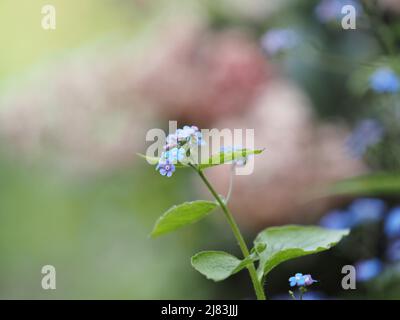 Bois Forget-Me-Not (Myosotis sylvatica), Leoben, Styrie, Autriche Banque D'Images