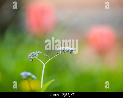 Bois Forget-Me-Not (Myosotis sylvatica), Leoben, Styrie, Autriche Banque D'Images