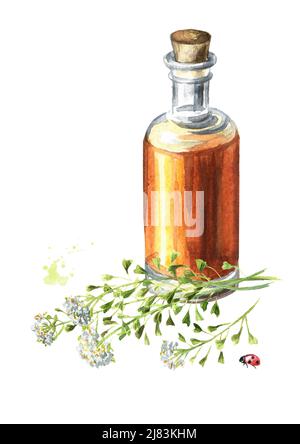 Plante médicinale Shepherd's bag ou bouteille de teinture Capsella bursa pastoris. Illustration aquarelle dessinée à la main isolée sur fond blanc Banque D'Images