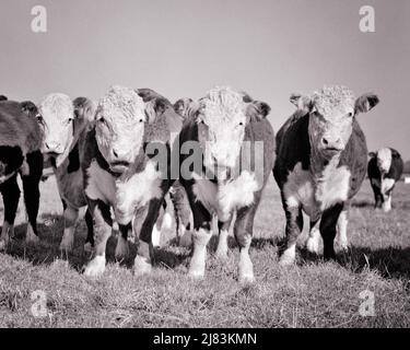 1960S 4 HORNLESS POLLED HEREFORD BOEUF BÉTAIL DEBOUT DANS UNE RANGÉE REGARDANT LA CAMÉRA D'ABORD IMPORTÉ DE L'ANGLETERRE AU KENTUCKY 1817 - C10167 HAR001 HARS TROUPEAU MAMMIFÈRES STEERS TOGETHTHERNESS NOIR ET BLANC DOMESTIQUÉ HAR001 BÉTAIL À L'ANCIENNE Banque D'Images