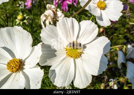 Eine fleissige Biene sucht auf einer grossen weissen Blume nach Nektar Banque D'Images