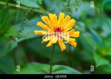 Jaune ensoleillé zinnia elegans. Zinnies sont faciles à cultiver des plantes pour commencer le jardinage. Fleur joyeuse dans un jardin d'été. Banque D'Images