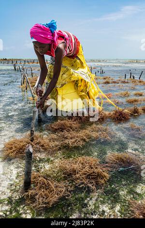 Algues rouges (Rhodophyta), ferme en eau peu profonde, femme récoltant des algues rouges, Jambiani, côte est, Unguja, Zanzibar, Tanzanie Banque D'Images