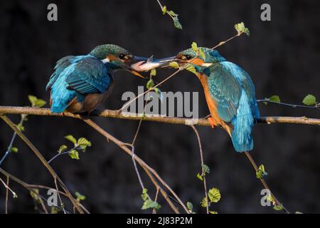 Pêcheurs de rois communs (Alcedo atthis), alimentation d'accouplement, mains mâles sur les poissons capturés à la femelle, Hesse, Allemagne Banque D'Images