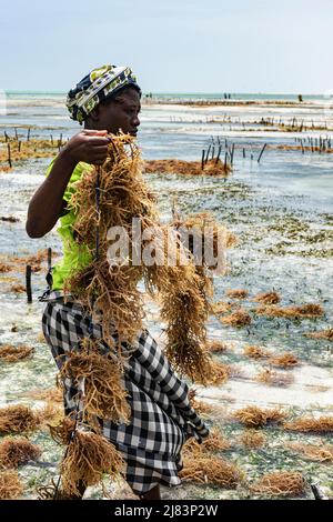 Algues rouges (Rhodophyta), ferme en eau peu profonde, femme récoltant des algues rouges, Jambiani, côte est, Unguja, Zanzibar, Tanzanie Banque D'Images