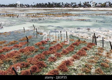 Algues rouges (Rhodophyta), ferme en eaux peu profondes, Jambiani, côte est, Unguja, Zanzibar, Tanzanie Banque D'Images