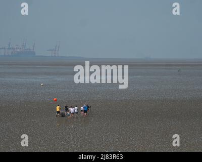 Partez pour une promenade guidée sur la côte de Butjadingen dans le parc national de la mer des Wadden en Basse-Saxe Banque D'Images