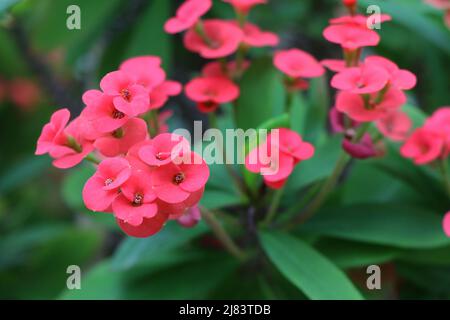 Plante florissante Euphorbia milii ou Crown of Thorns Banque D'Images