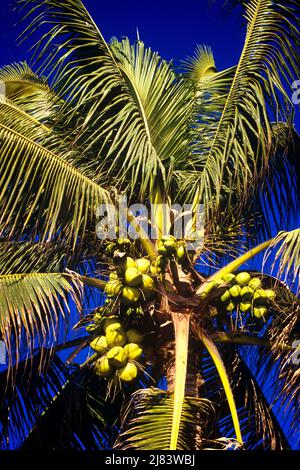 1990S NOIX DE COCO IMMATURE VERT VIF NON MÛRE ACCROCHÉES À LA NOIX DE COCO PALMIERS COCOS NUCIFERA À PUERTO VALLARTA MEXIQUE - KT6951 NET002 HARS À L'ANCIENNE Banque D'Images