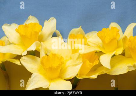 Le drapeau de l'Ukraine est jaune-bleu et jaune narcisse fleurs, paix en Ukraine, arrêter la guerre 2022 Banque D'Images
