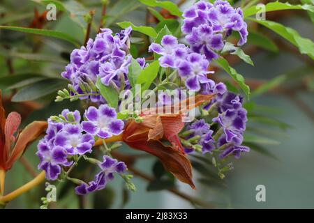 Plante en fleurs de Duranta erecta ou de la goutte d'eau dorée. Baie de Pigeon Banque D'Images