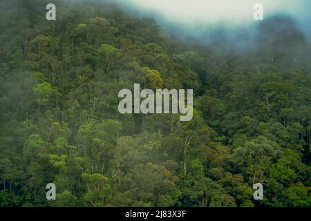 Forêt tropicale, Mt. Parc national de Kinabalu, Bornéo, Malaisie. Banque D'Images