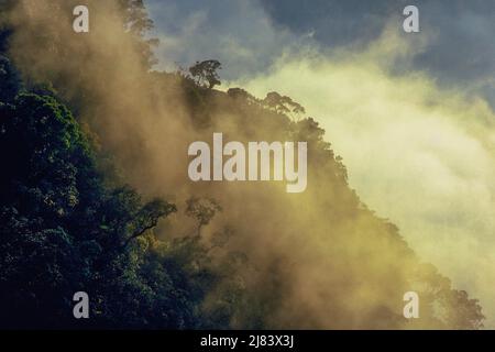 Forêt tropicale, Mt. Parc national de Kinabalu, Bornéo, Malaisie. Banque D'Images