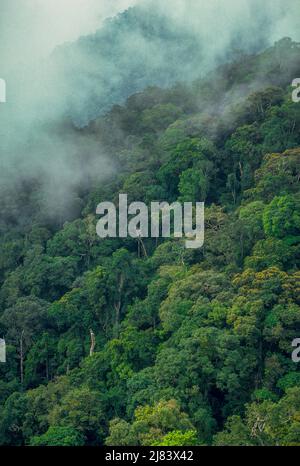 Forêt tropicale, Mt. Parc national de Kinabalu, Bornéo, Malaisie. Banque D'Images