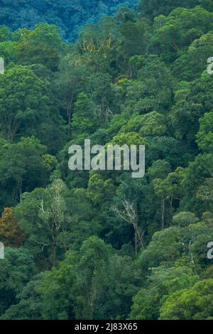 Forêt tropicale, Mt. Parc national de Kinabalu, Bornéo, Malaisie. Banque D'Images