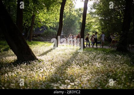 Munich, Allemagne. 12th mai 2022. Le 12 mai 2022, beaucoup de jeunes enfants se détendent dans le Garten anglais à Munich, en Allemagne. Quelques uns baignaient dans le Bach Eisbach/Schabinger. (Photo par Alexander Pohl/Sipa USA) crédit: SIPA USA/Alay Live News Banque D'Images