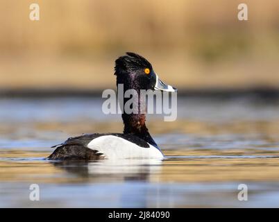 Un canard à col de drake Ring nage au printemps au Seedskadee National Wildlife Refugee, dans le comté de Sweetwater, Wyoming. Banque D'Images