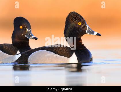 Deux canards mâles à col annulaire nagent au printemps au Seedskadee National Wildlife Refugee, dans le comté de Sweetwater, Wyoming. Banque D'Images