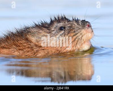 Un rat musqué balaie un étang au printemps au Seedskadee National Wildlife Refugee, dans le comté de Sweetwater, Wyoming. Banque D'Images