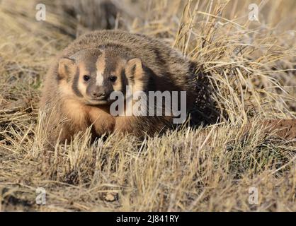 Un blaireau américain au Arapaho National Wildlife Refugee dans le comté de Jackson, Colorado. Banque D'Images