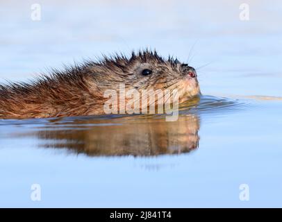 Un rat musqué balaie un étang au printemps au Seedskadee National Wildlife Refugee, dans le comté de Sweetwater, Wyoming. Banque D'Images