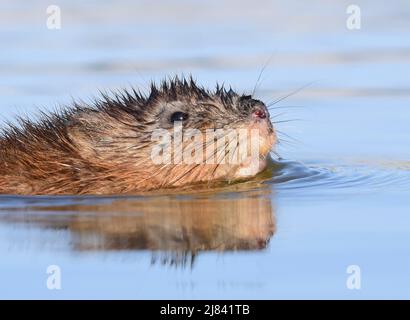 Un rat musqué balaie un étang au printemps au Seedskadee National Wildlife Refugee, dans le comté de Sweetwater, Wyoming. Banque D'Images