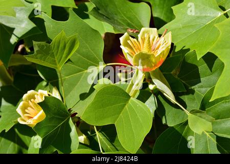 Flor del árbol de las tulipas , Liriodendron tulipifera, en primavera Banque D'Images