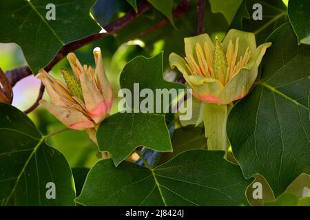 Flor del árbol de las tulipas , Liriodendron tulipifera, en primavera Banque D'Images