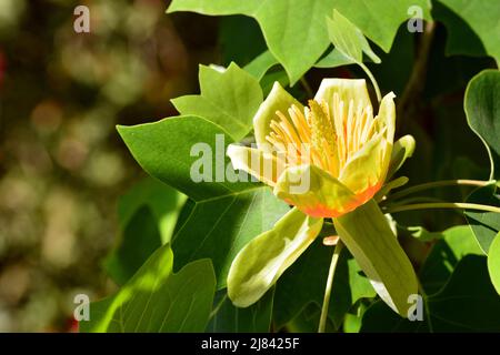 Flor del árbol de las tulipas , Liriodendron tulipifera, en primavera Banque D'Images