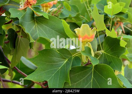 Flor del árbol de las tulipas , Liriodendron tulipifera, en primavera Banque D'Images