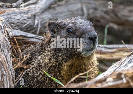 Marmotte à ventre jaune (Marmota flaviventris) sur la montre Banque D'Images