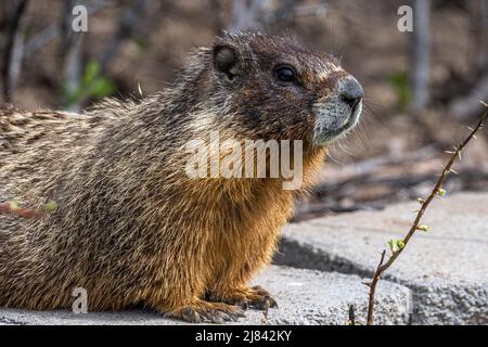 Marmotte à ventre jaune (Marmota flaviventris) sur la montre Banque D'Images