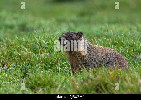 Marmotte à ventre jaune (Marmota flaviventris) sur la montre Banque D'Images