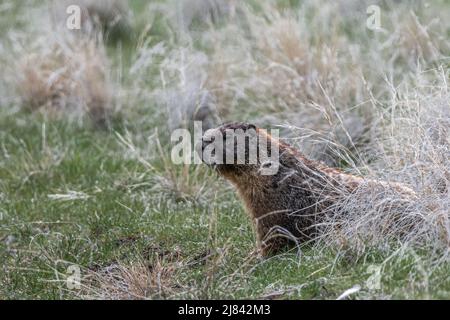 Marmotte à ventre jaune (Marmota flaviventris) sur la montre Banque D'Images