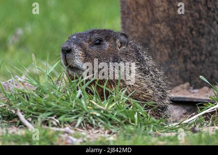 Marmotte à ventre jaune (Marmota flaviventris) sur la montre Banque D'Images