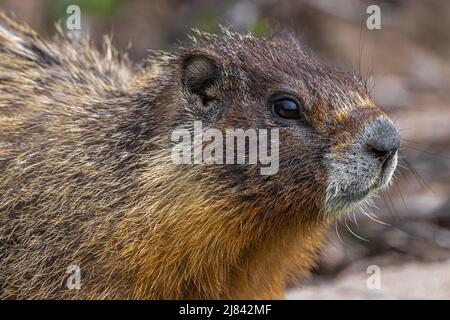 Marmotte à ventre jaune (Marmota flaviventris) sur la montre Banque D'Images