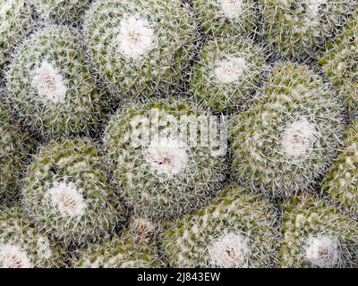 Cactus plante belle nature fond. Image de concept de nature et d'écologie. Banque D'Images