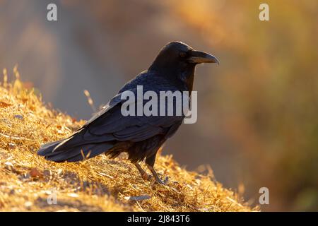 Homme corbeau sur le guetteur Banque D'Images